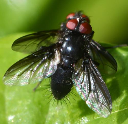 Nyctia halterata